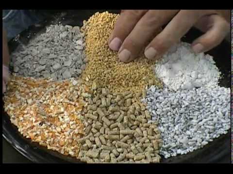 What is the Healthiest Feed for Chickens?
