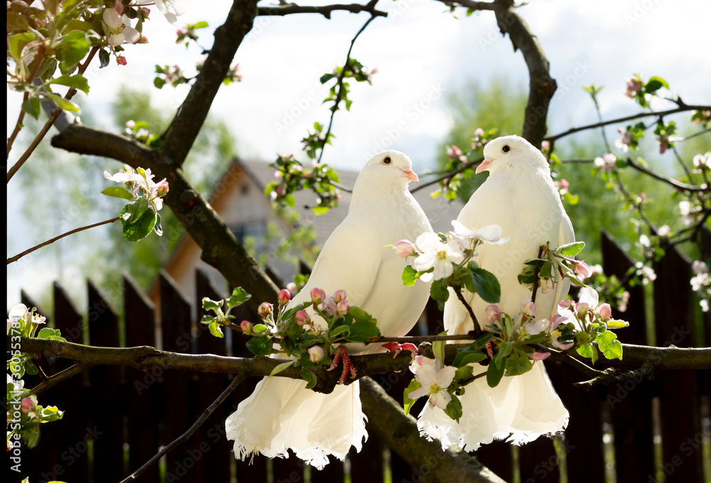 What is the Sweetest Bird?