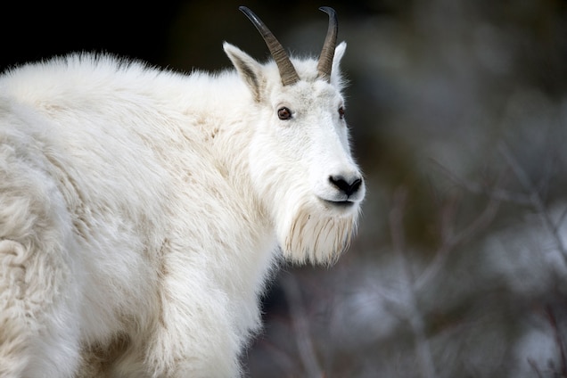 What Disease Do Goats Carry?