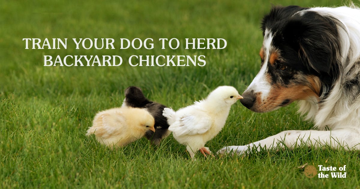 Do Backyard Chickens Taste Better?