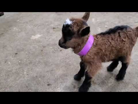 Are Goats Noisy Pets?