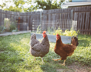 Can Humans Get Sick from Pet Chickens?