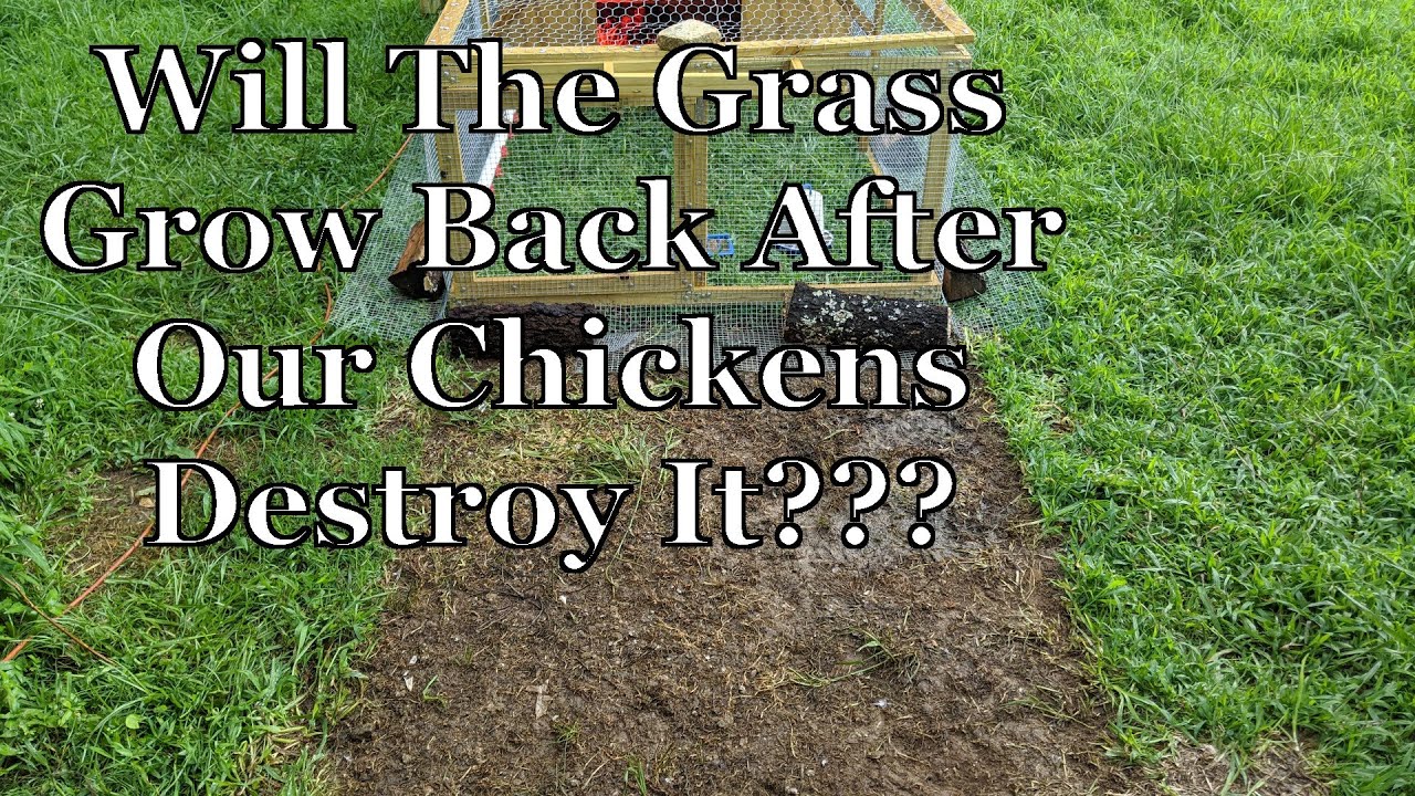 Do Chickens Wreck Your Lawn?