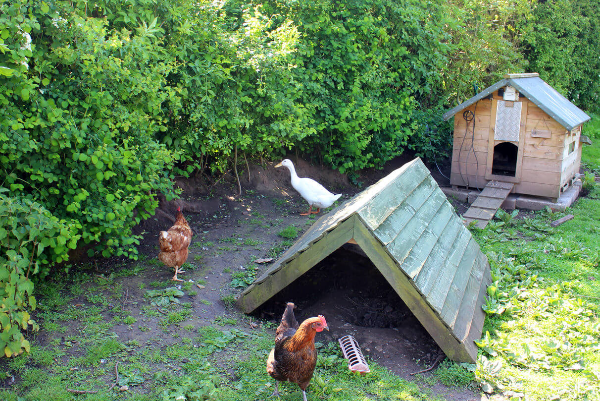 Do Ducks Need a Coop?