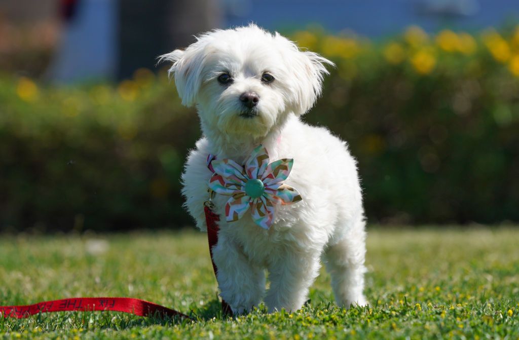 What Dog is Best Left Alone?