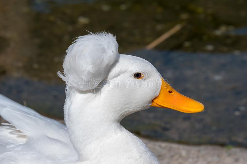 Do Ducks Tear Up Grass?