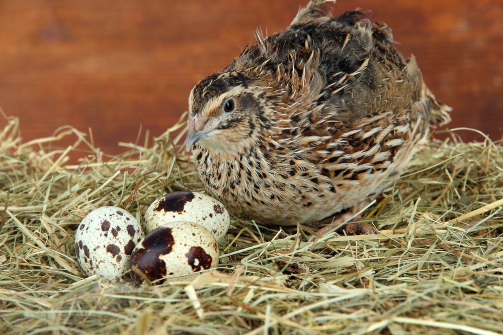 Are Quail Eggs Worth It?