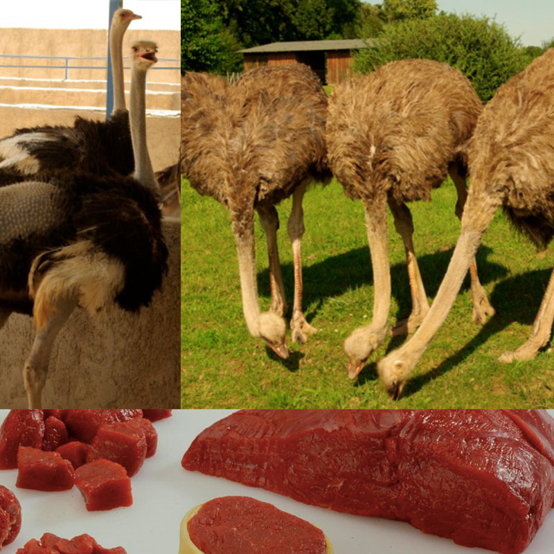 What Age Can You Butcher Ostrich?
