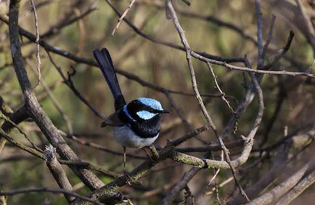 What is the Most Sociable Bird?