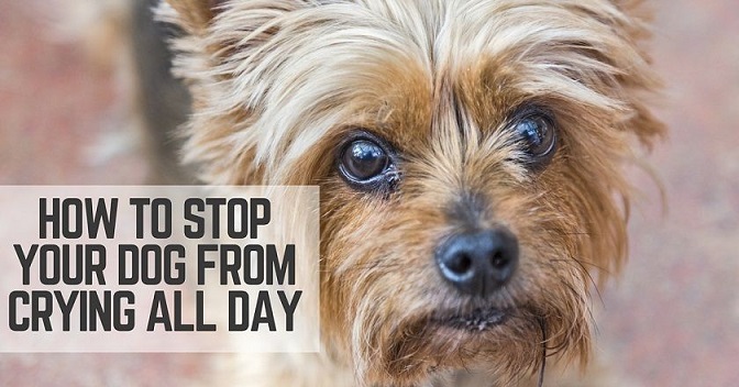 What Do Dogs Do All Day When You’Re Not Home?