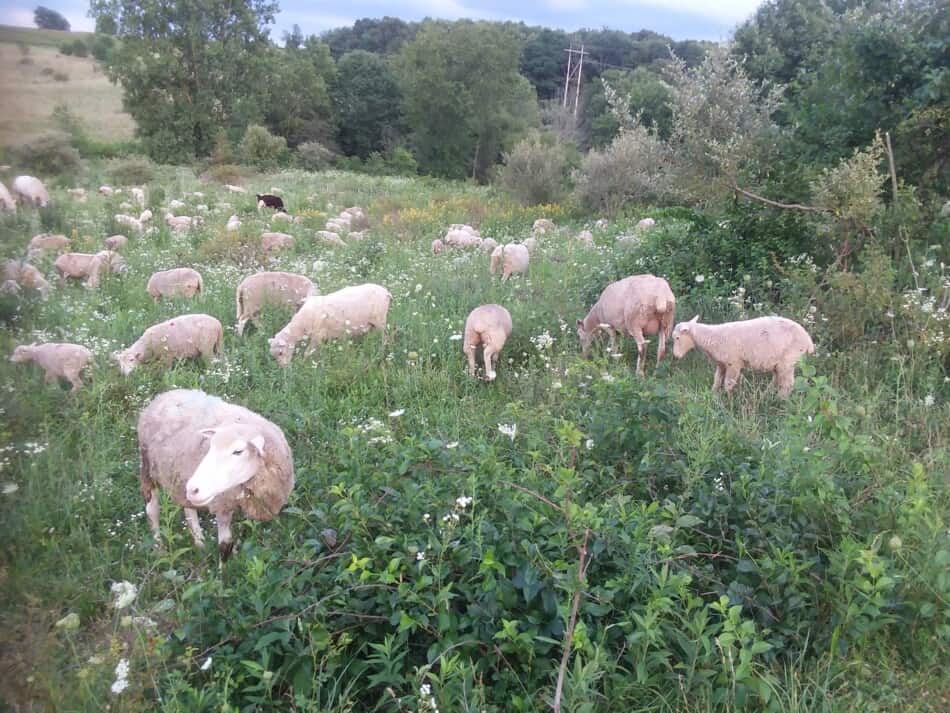 How Many Bales of Hay Should I Feed My Sheep?
