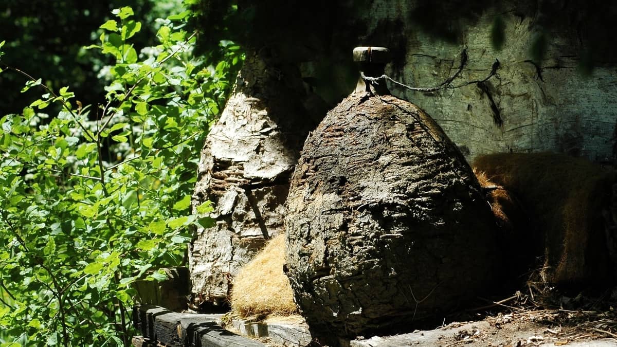 How Long Will a Bee Hive Last?