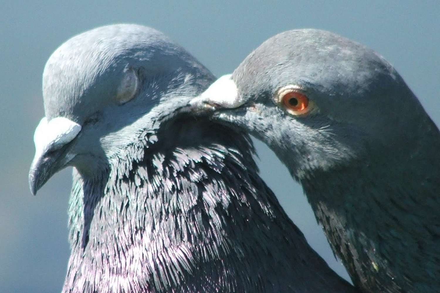 Can Birds Sense Your Feelings?