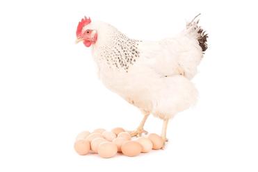 How Many Chickens Do I Need for a Dozen Eggs a Week?