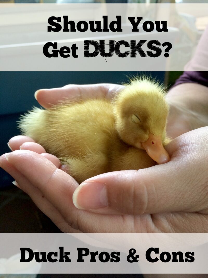 Do Ducks Ruin Your Yard?
