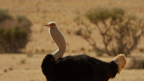 How Do Ostriches Show Aggression?