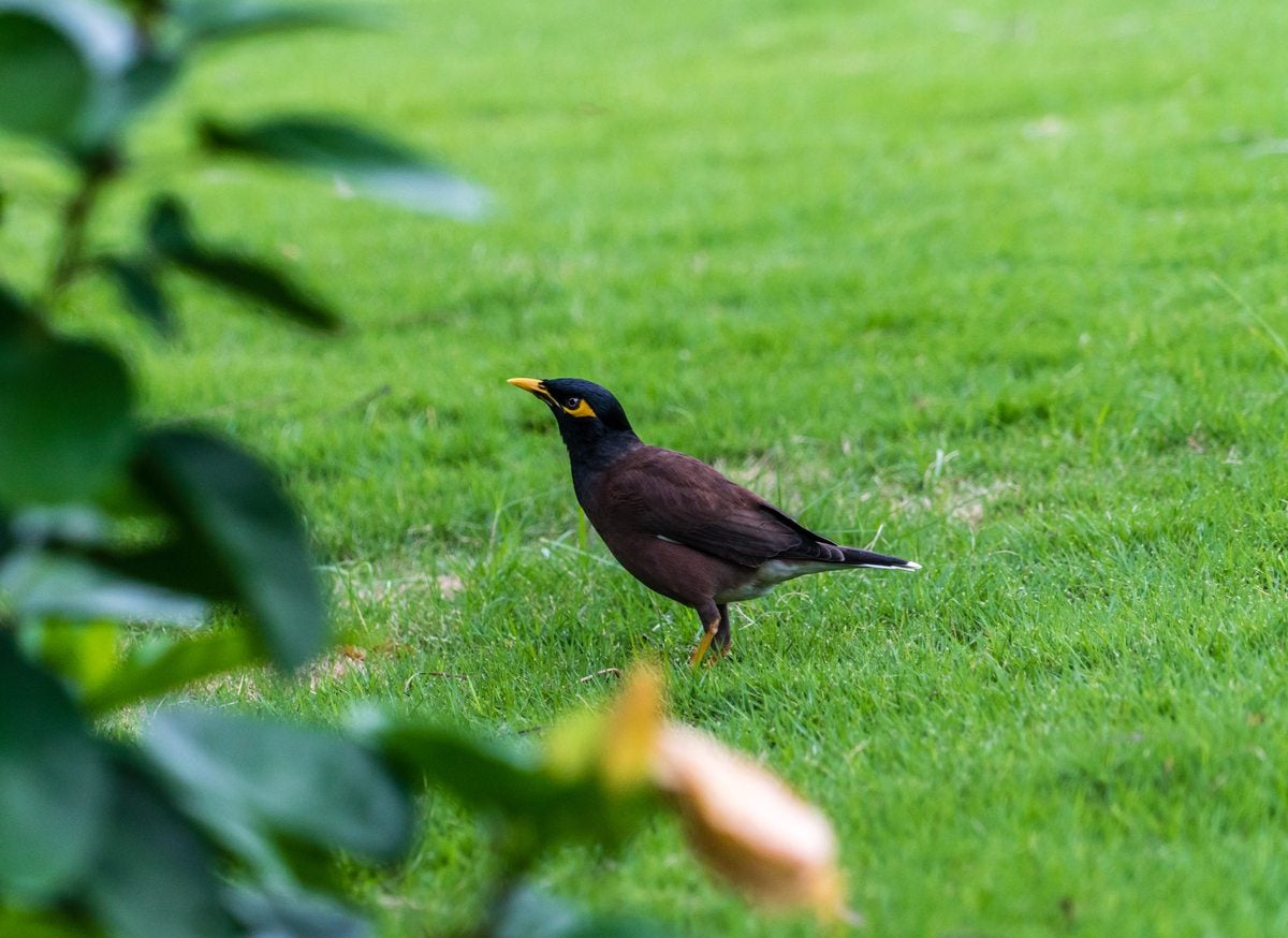 Why Do Birds Keep Pecking at My Lawn?