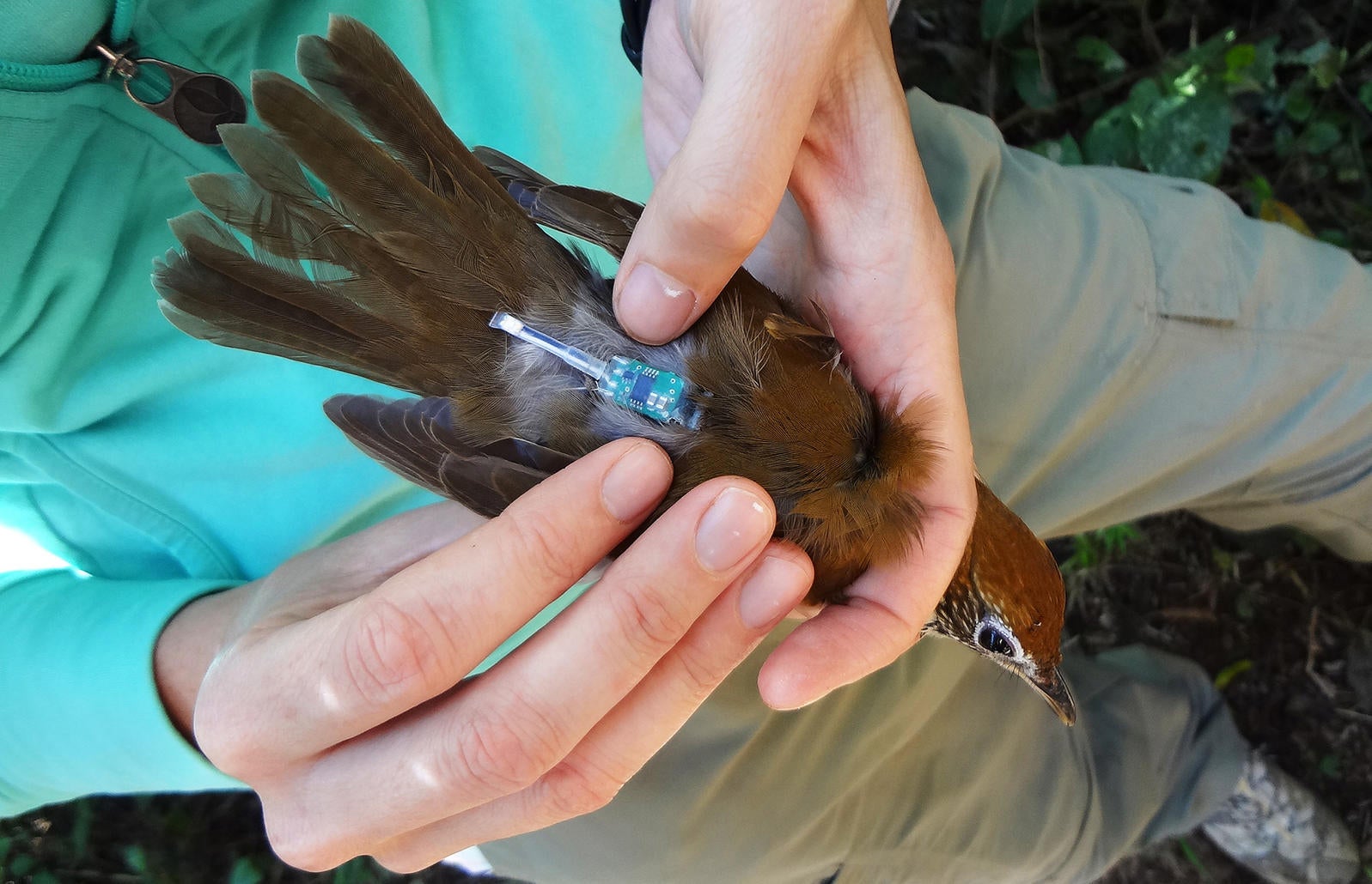 Which Bird is Lazy And Clever?