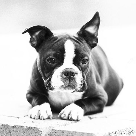 What Breed of Dog Does Not Mind Being Alone?