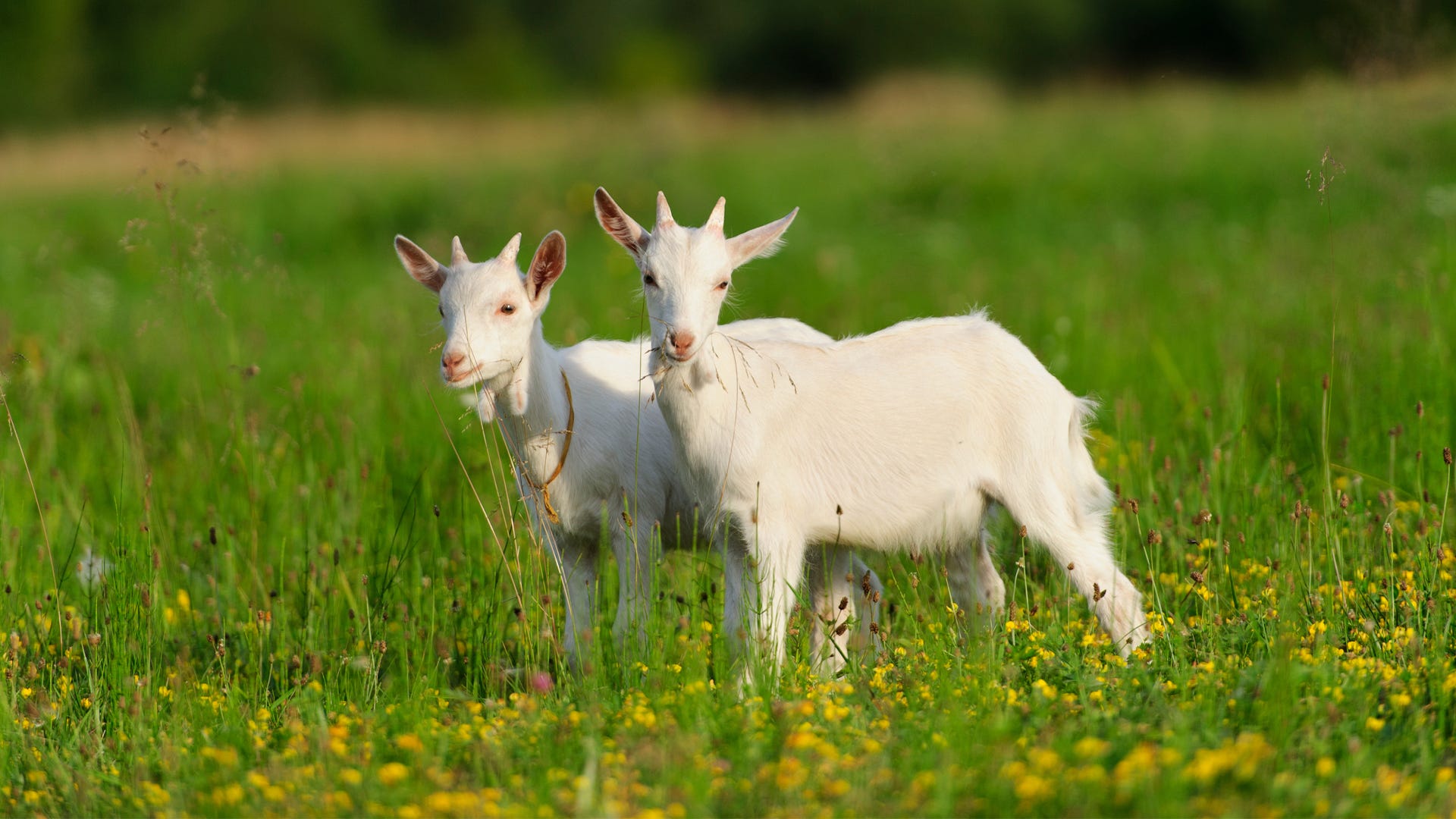 What Animal Most Profitable Small Farm?