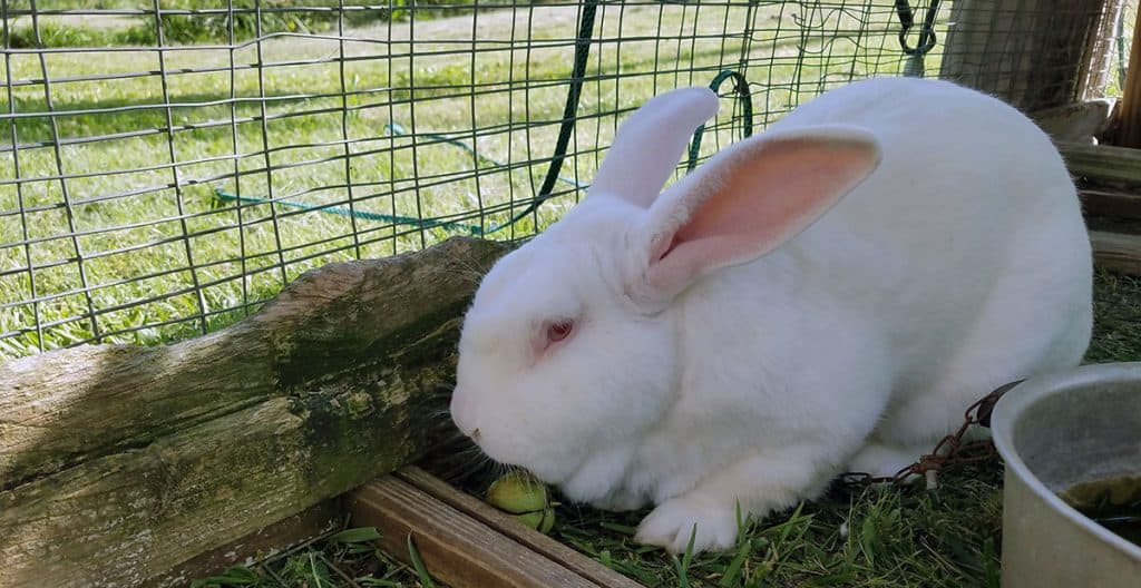 Can Rabbits Live on Just Grass?