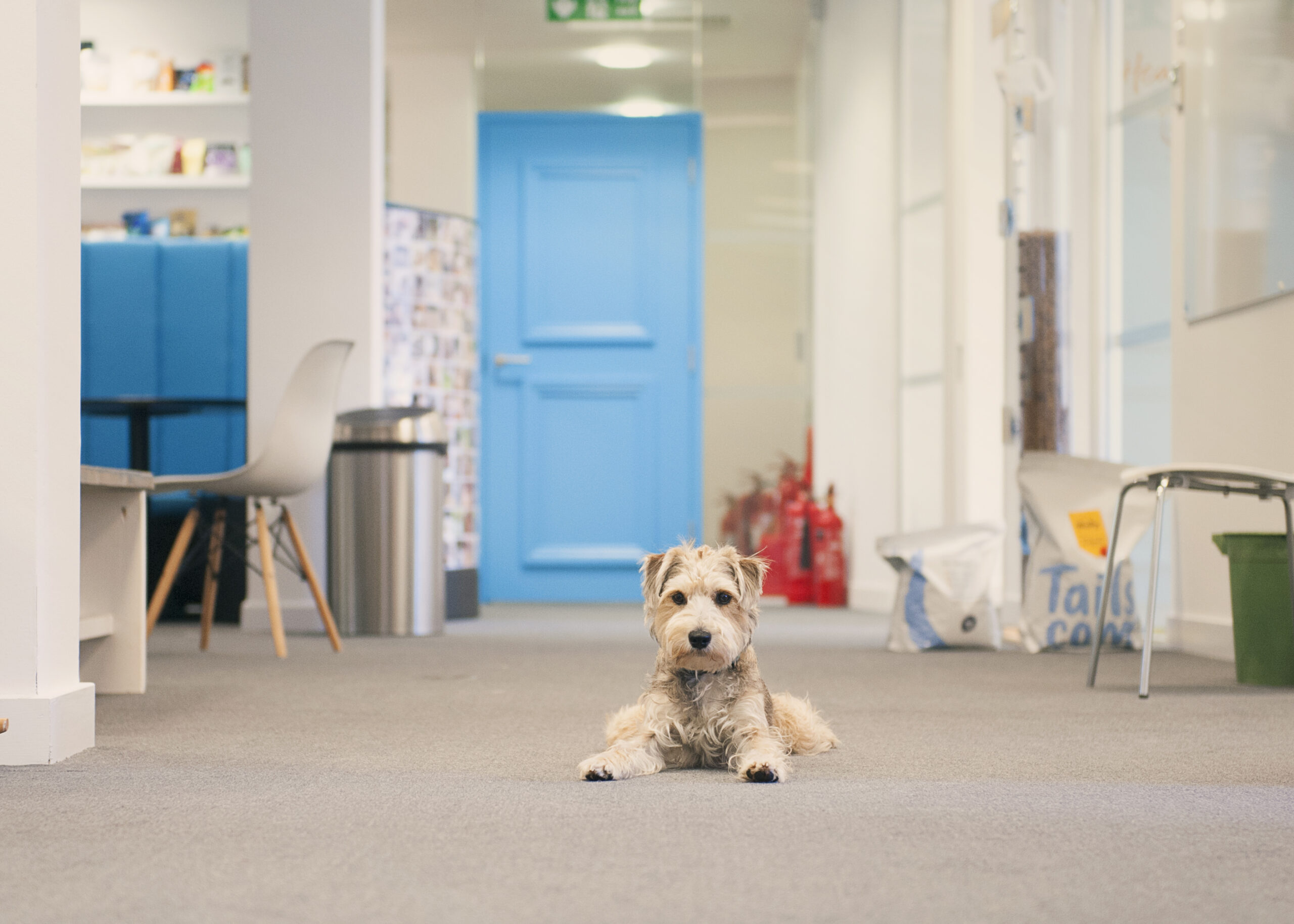 Do Dogs Get Sad When You Leave Them Outside?
